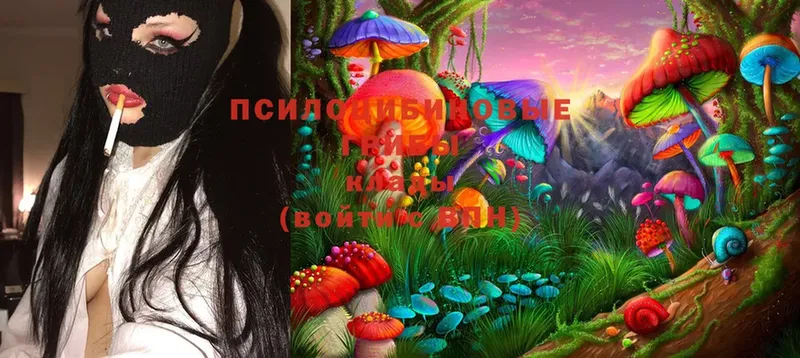 как найти   Шуя  Галлюциногенные грибы MAGIC MUSHROOMS 